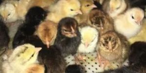 Multicolor Kaveri Chicks