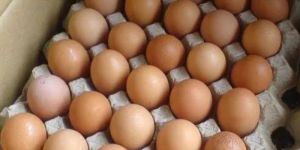 Desi Brown Eggs