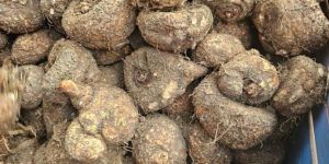 Fresh Elephant Foot Yam