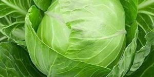 Fresh Cabbage