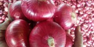 Nasik Red Onion