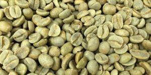 Robusta Green Coffee Beans