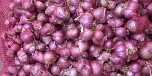 Shallot Onions