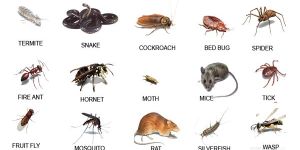 All pest control service
