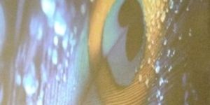 Digital Flex Printing Services