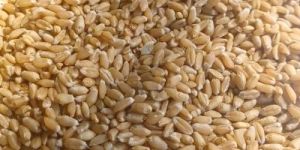 Lokvan Wheat