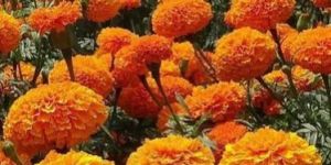 Fresh Marigold Flower