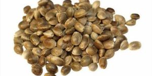 Hemp Seeds