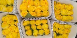 Fresh Yellow Rose Flower