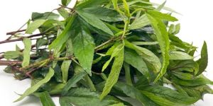 Gongura Leaves