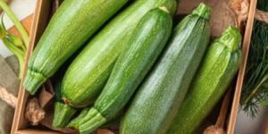Fresh Green Zucchini
