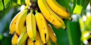 Fresh Yellow G9 Banana