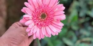 Fresh Light Pink Gerbera Flower