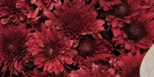 Fresh Maroon Carnation Flower