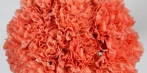 Fresh Orange Carnation Flower