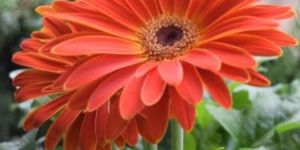 Fresh Orange Gerbera Flower