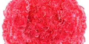 Fresh Pink Carnation Flower