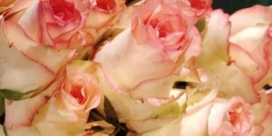 Fresh Pink Rose Flower