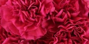 Fresh Red Carnation Flower