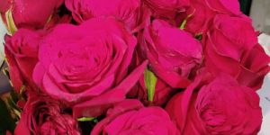 Fresh Red Rose Flower