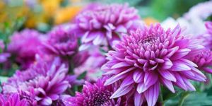 Fresh Royal Purple Chrysanthemum Flower