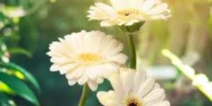Fresh White Gerbera Flower