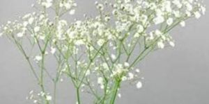 Fresh White Gypsy Flower