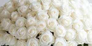 Fresh White Rose Flower