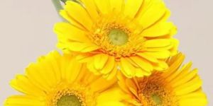Fresh Yellow Gerbera Flower