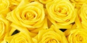 Fresh Yellow Rose Flower