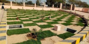 Australian Lawn Grass