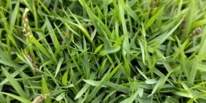 Green Mexican Grass