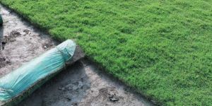 Green Selection Number 1 Grass