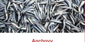 Anchovy Fish