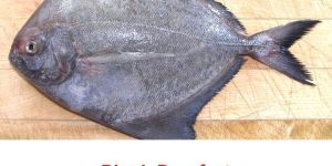 Black Pomfret Fish