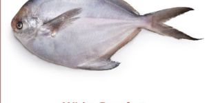 White Pomfret Fish