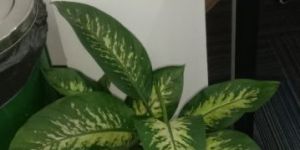 Aglaonema Plant