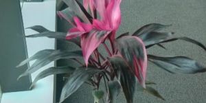 dresina mahatma plant