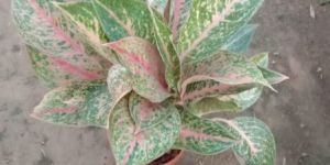 Red Aglonema Plant