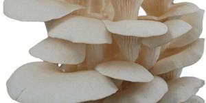 Fresh Oyster Mushroom