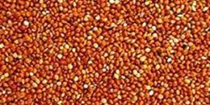 Millet Seed