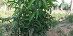 Keshar Mango Plants