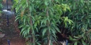 Kesar Mango Plant