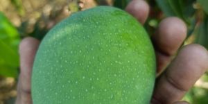 Alphanso Keshar Mango