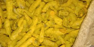 Turmeric