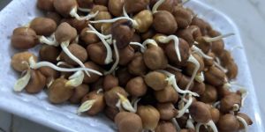 Black Chickpea Sprouts