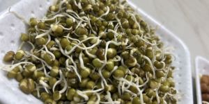 Green Moong Sprouts