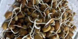 Organic Cowpeas Sprouts