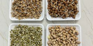 Dehydrated Mix Sprouts