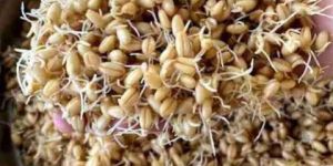 Wheat Sprouts